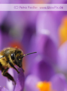 Bienenkopf