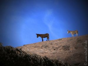 Blaupix5