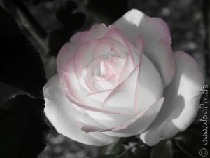 Flauerpix25