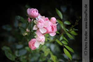 Flauerpix32
