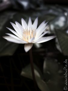 Flauerpix35