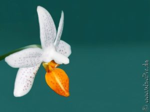 Flauerpix45