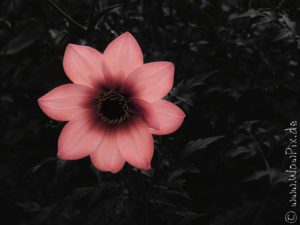 Flauerpix65