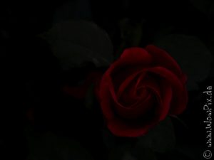 Flauerpix70