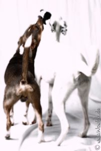 Radaupix020