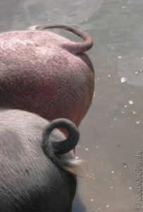 Saupix010